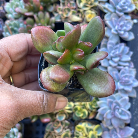 Crosby-Gollum Hybrid - Crassula Ovata