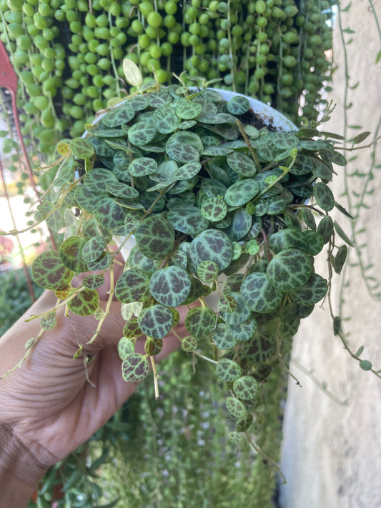 String of Turtles
