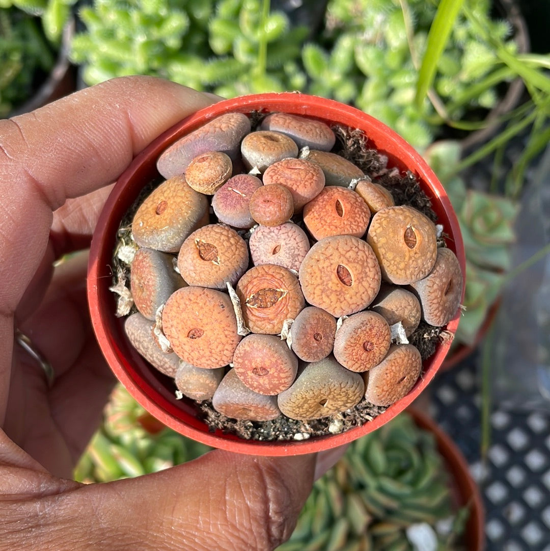 Lithops