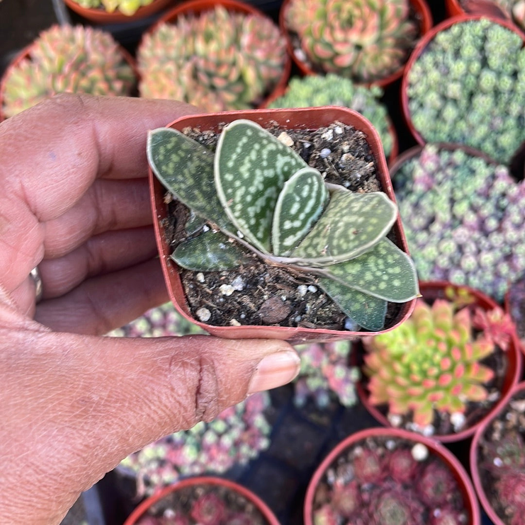 Ox Tongue/Lawyer’s Tongue - Gasteria