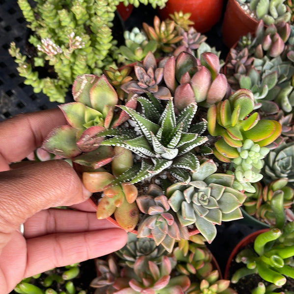 Mixed Succulents – Just Succ It