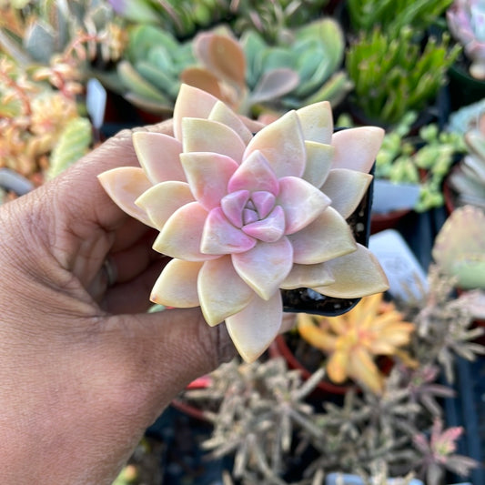 Graptosedum ‘Ghosty’