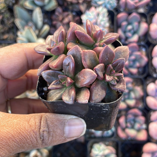 sedeveria sorrento succulent care Sedeveria 'Sorrento' – Just Succ It