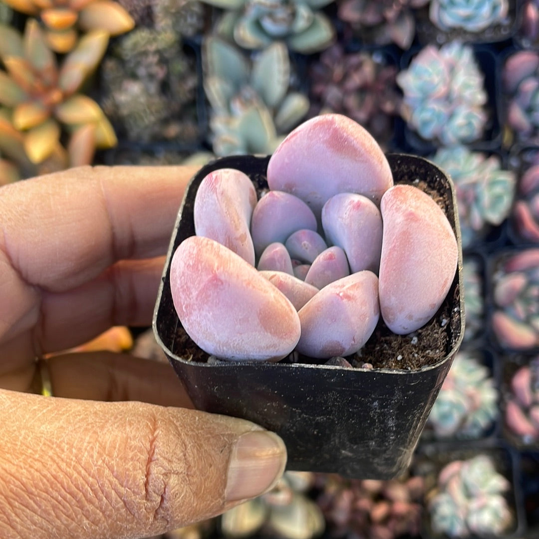 Pachyphytum Oviferum Variety Succulent - Pink