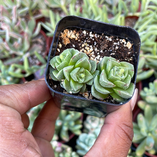 Crassula Susannae