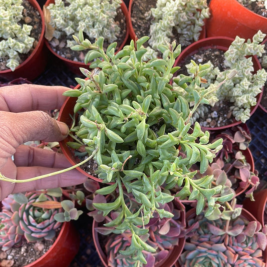String of Dolphins