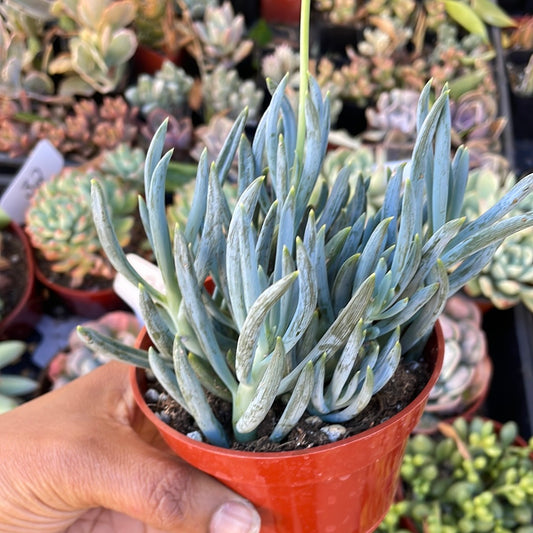 Senecio “Blue Chalksticks” succulent