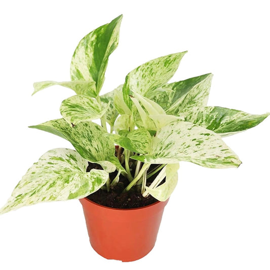 Snow Queen Pothos