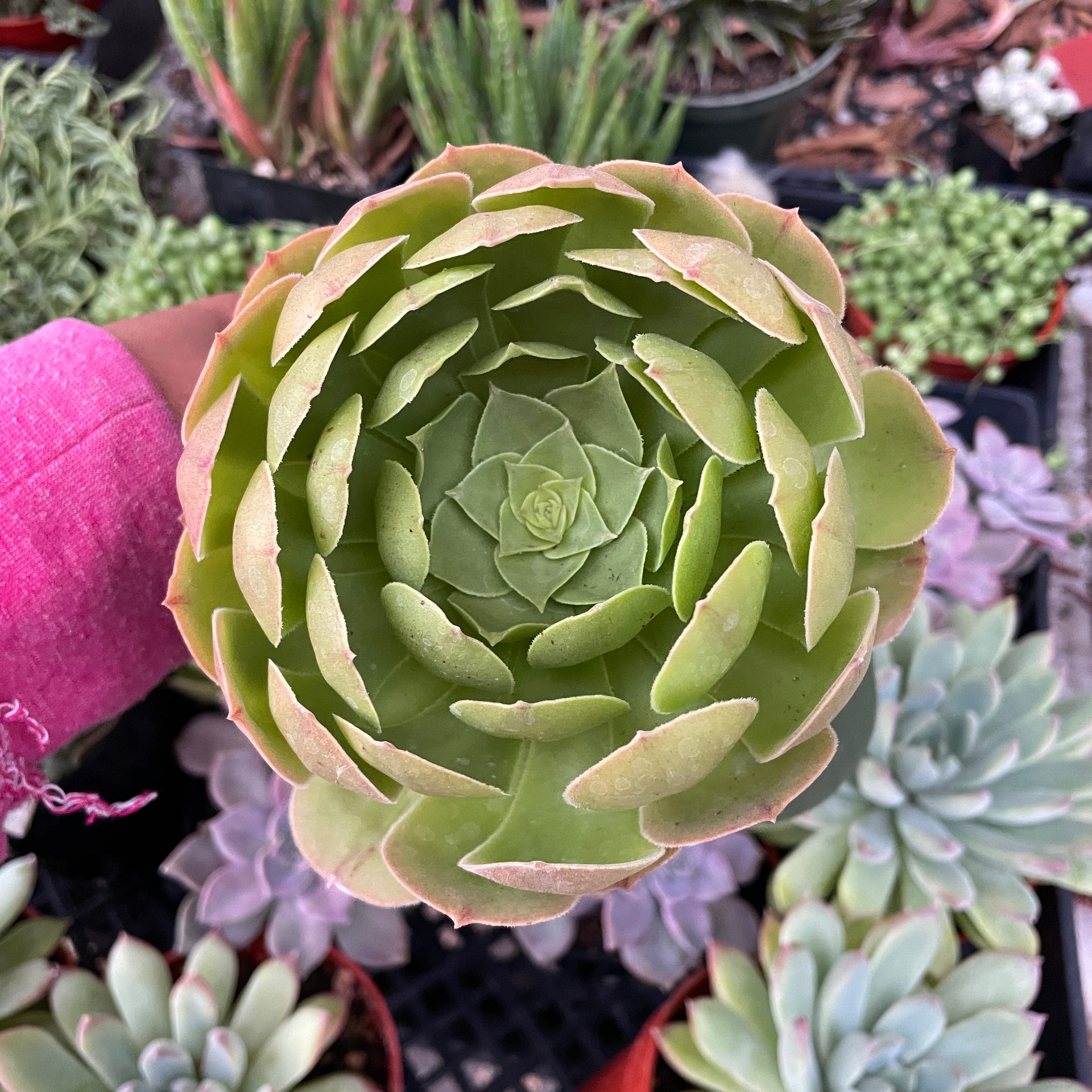 arboreum succulent Aeonium Arboreum – Just Succ It