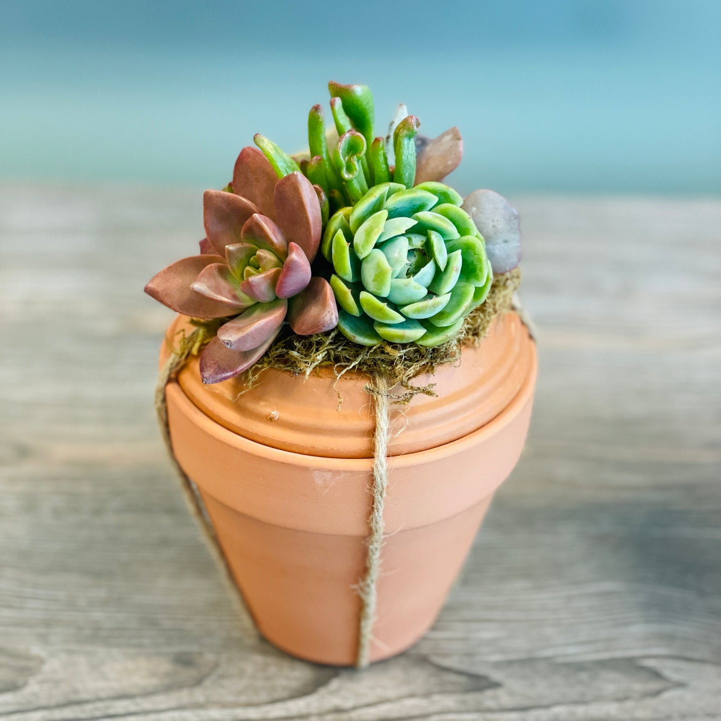 DIY Succulent Surprise Gift Pot