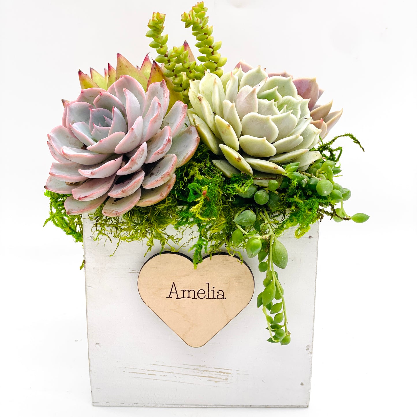 Sweetheart Succulent Arrangement - Personalization Option