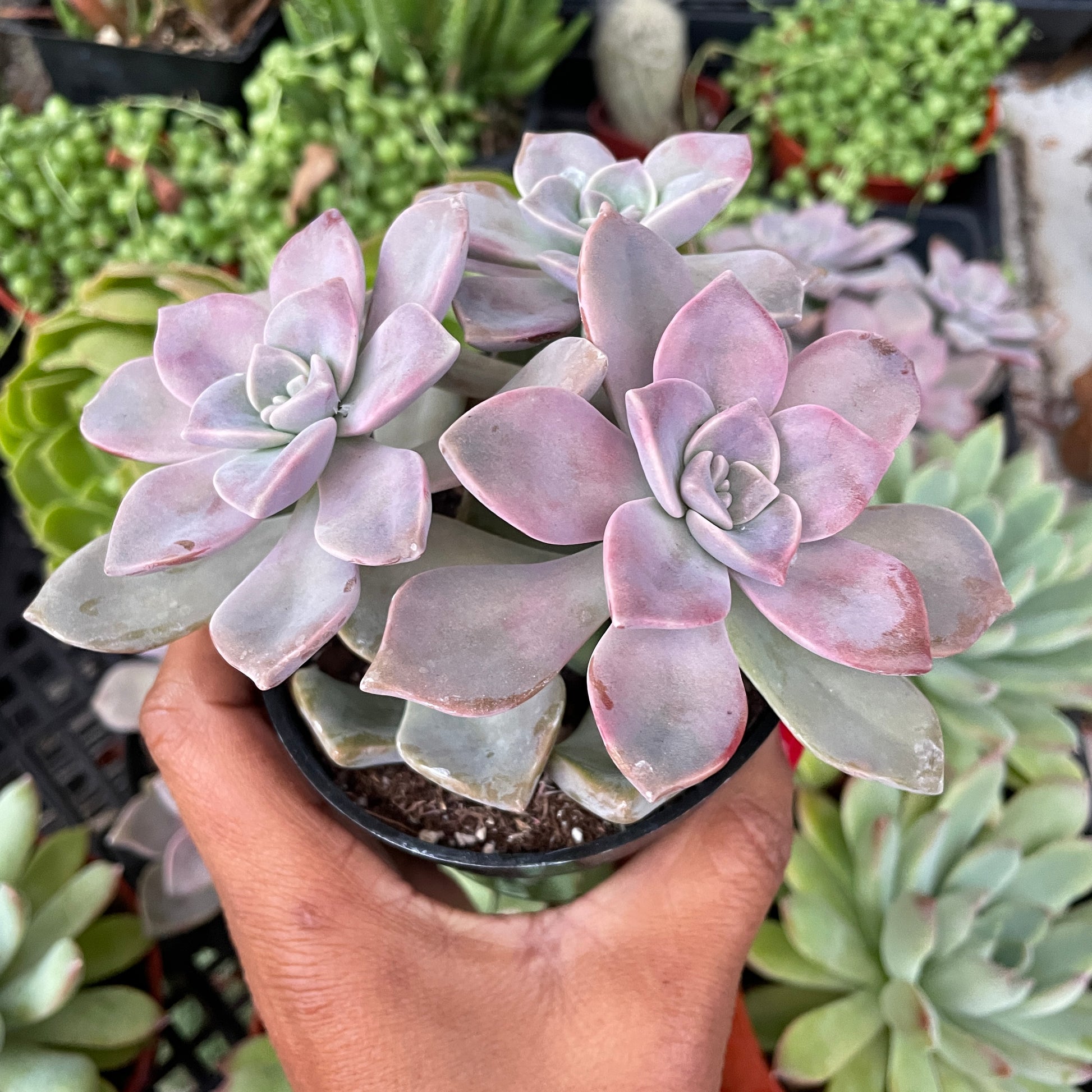purple delight succulent care Graptopetalum “Purple Delight”