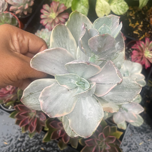 Echeveria Decora