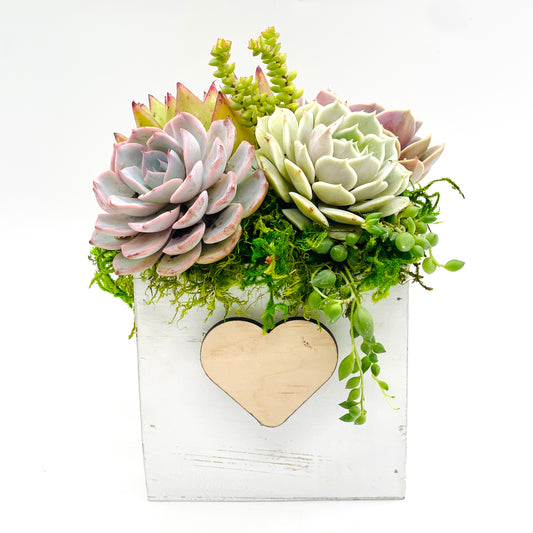 Sweetheart Succulent Arrangement - Personalization Option