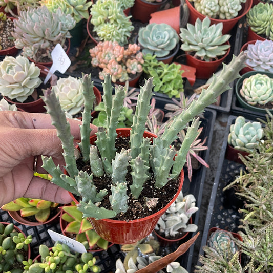 Stapelia Grandiflora - Starfish Flower Cactus