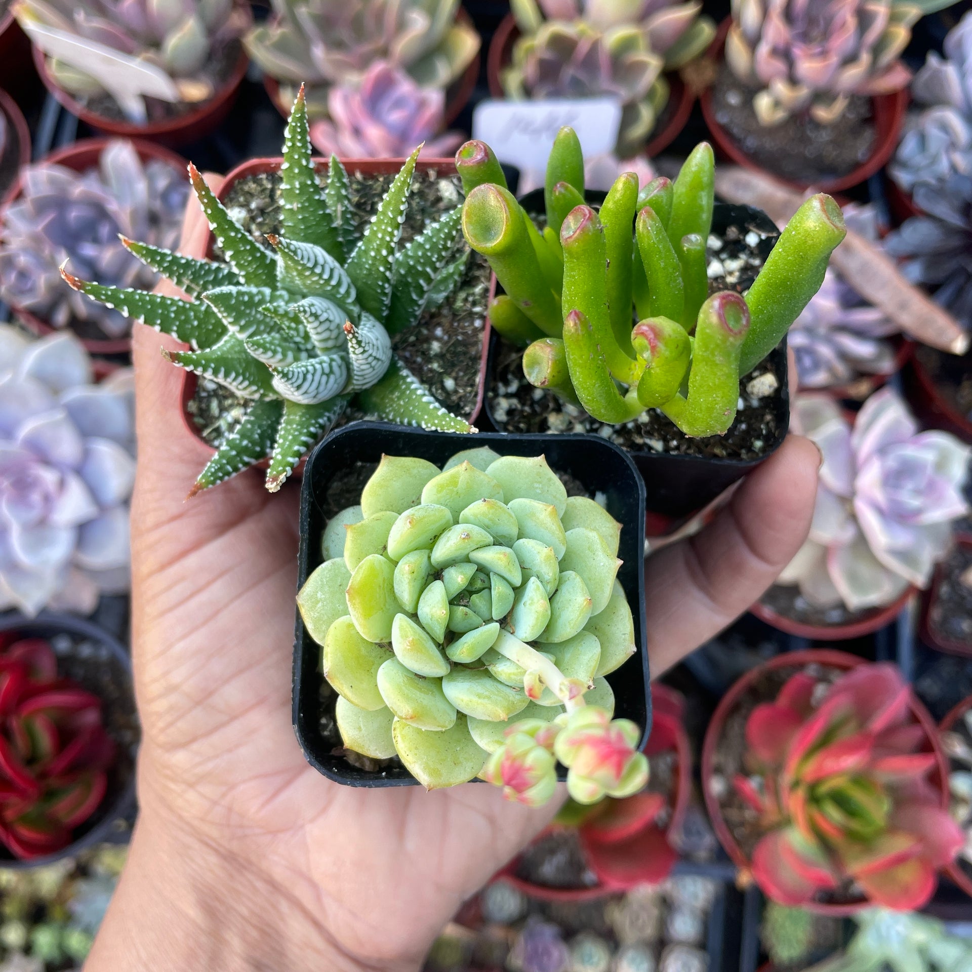 Succulent Starter Pack – Just Succ It