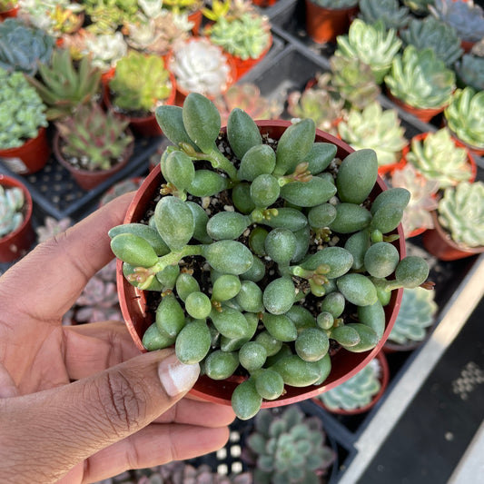 Adromischus filicaulis ssp. marlothi