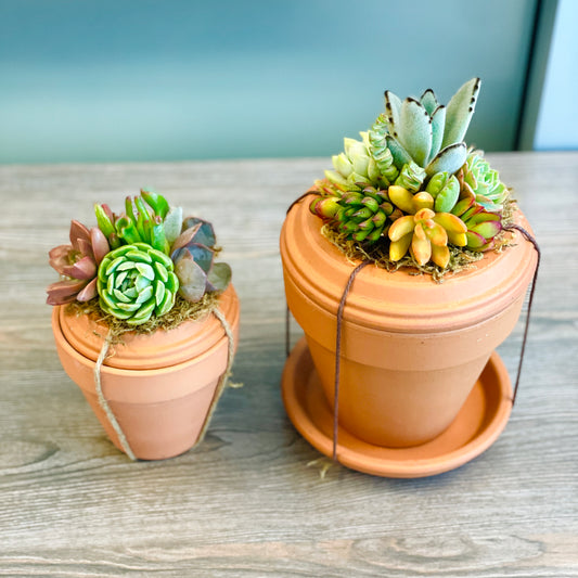 DIY Succulent Surprise Gift Pot