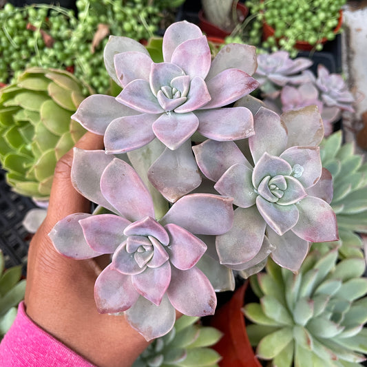 Graptopetalum “Purple Delight”