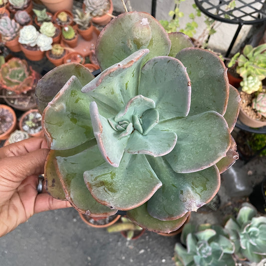 Echeveria Blue Toad