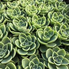 Echeveria Blue Atoll