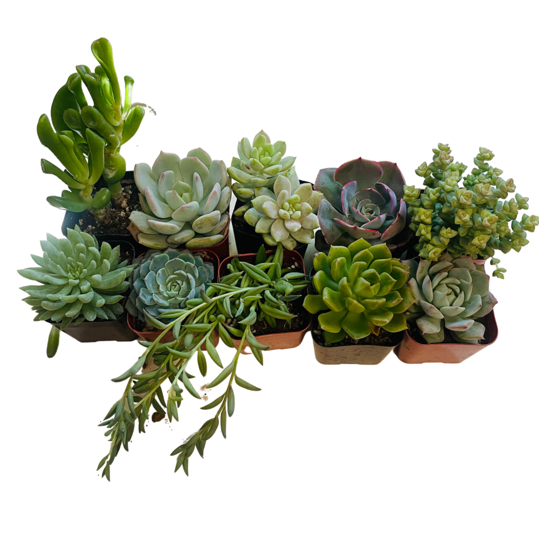 Black Friday 10 Assorted 2 Inch Succulents