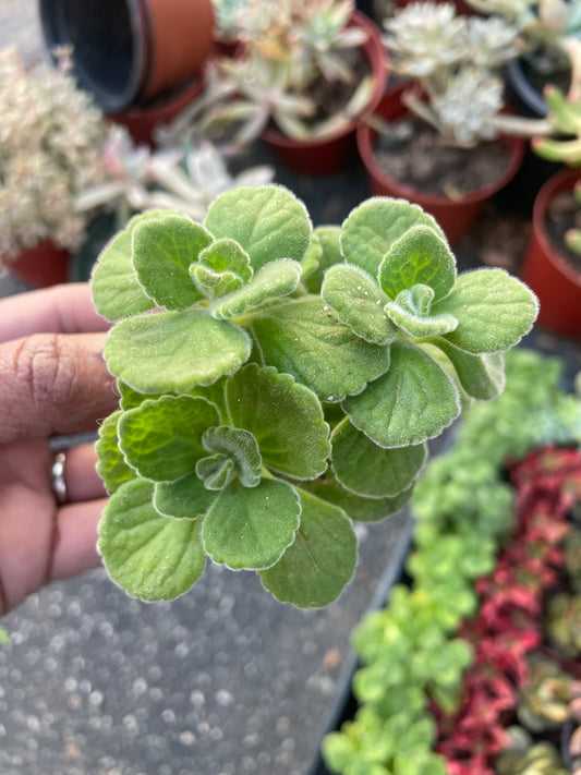 Cuban Oregano/Vick’s Plant/Comfort Plant - Plectranthus Tomentosa