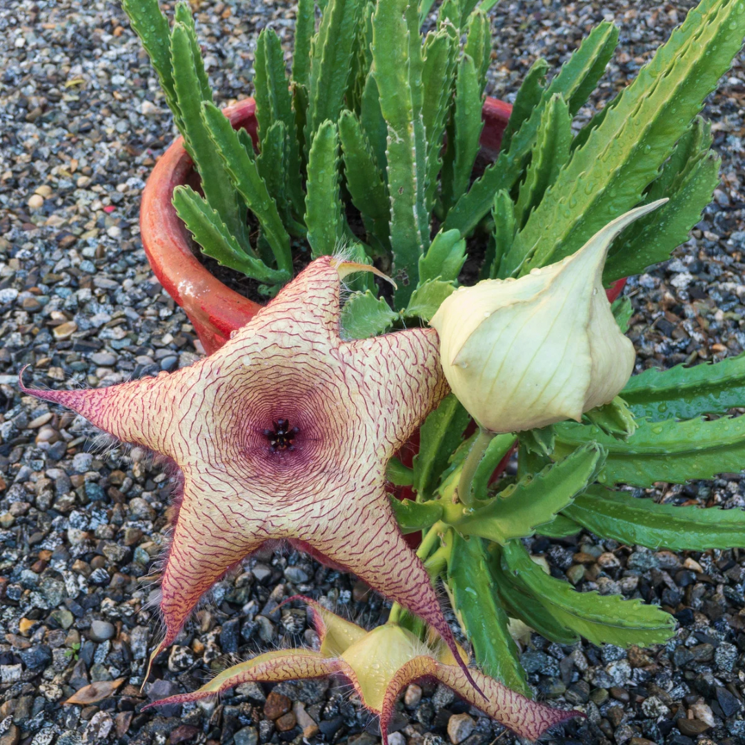 Stapelia Grandiflora - Starfish Flower Cactus