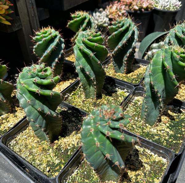 Spiral Cactus – Just Succ It