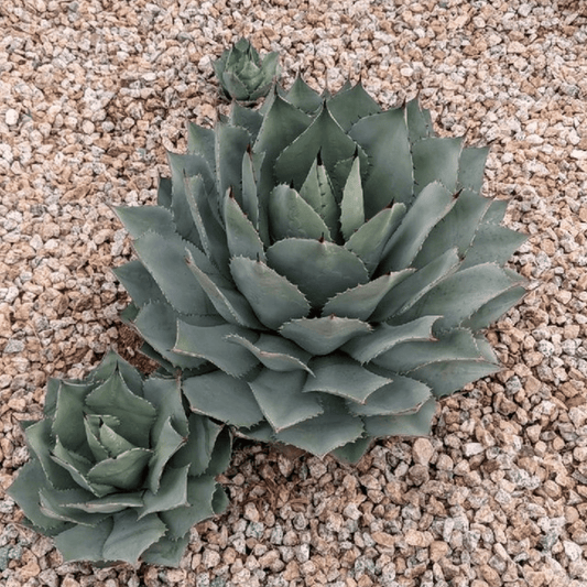 Agave Potatorum