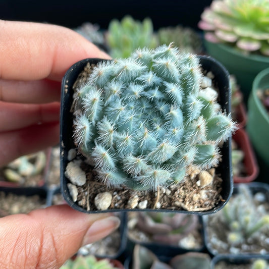 Echeveria setosa var. minor