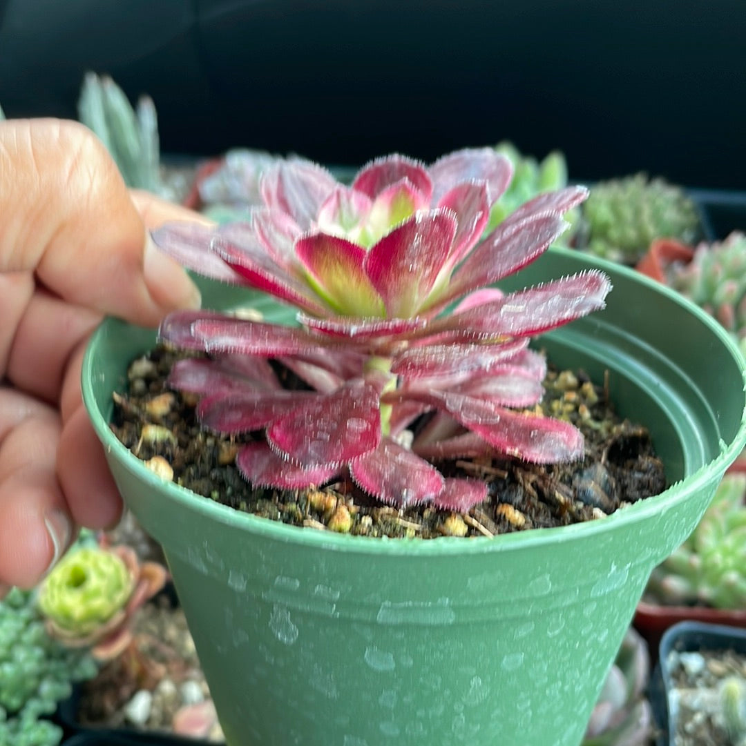 mardi gras succulent for sale Aeonium Mardi Gras – Just Succ It