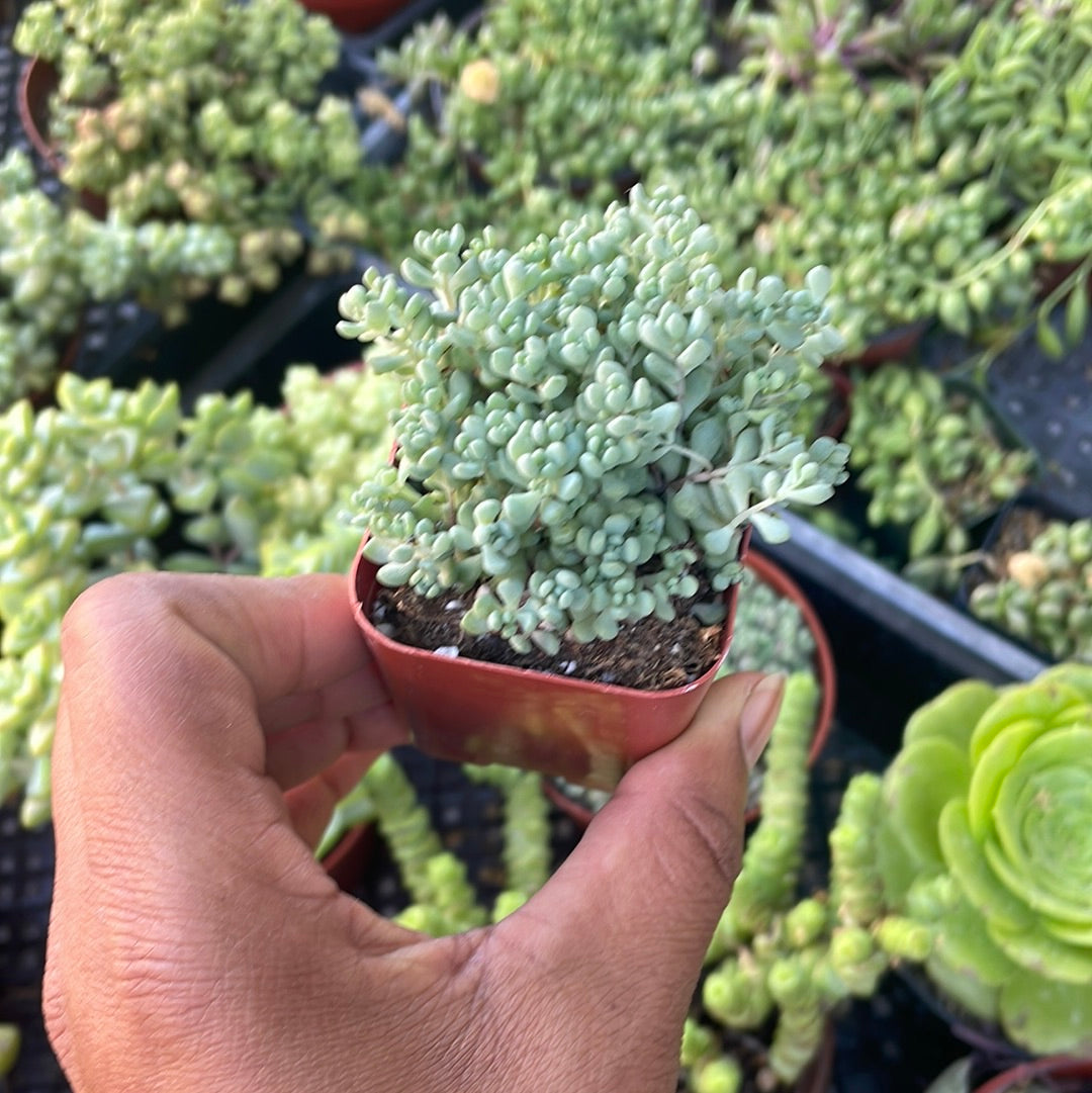 corsican stonecrop succulent Sedum Dasyphyllym Major