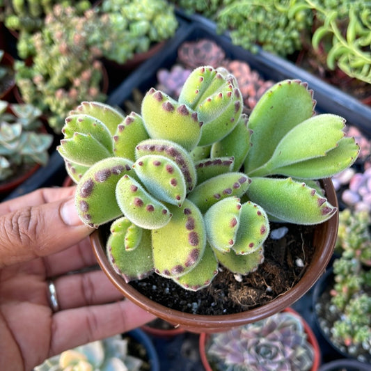 Bear Paw - Cotyledon Tomentosa