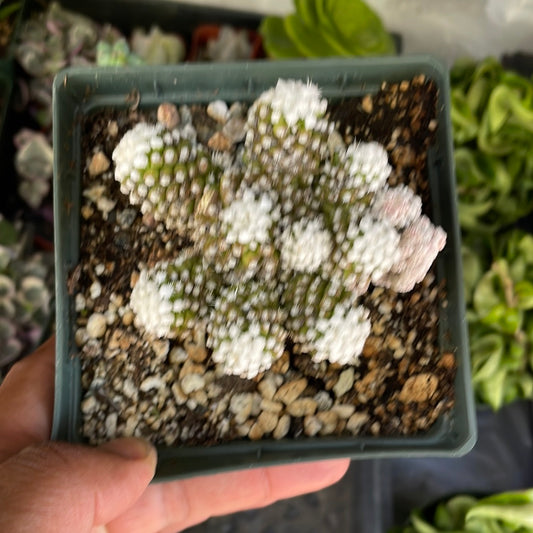 Arizona Snow Cap Mammillaria oruga monstrose