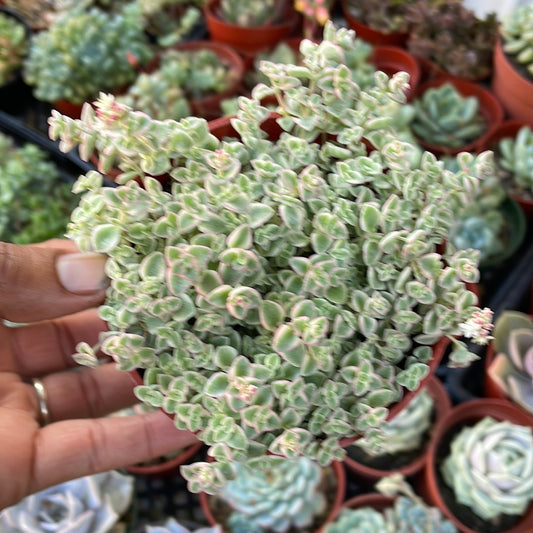 Sedum Little Missy
