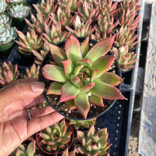 Echeveria Super Red