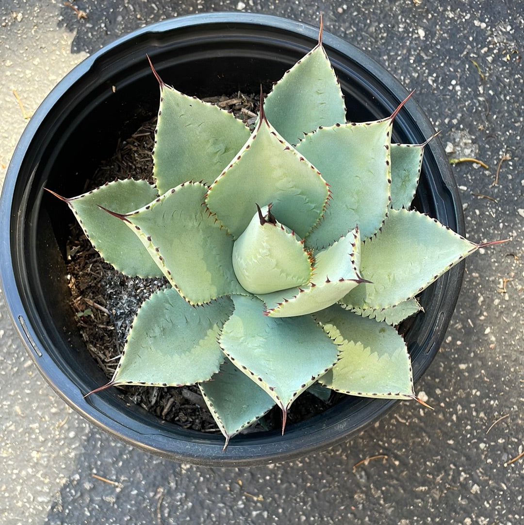 Agave Dragon Toes
