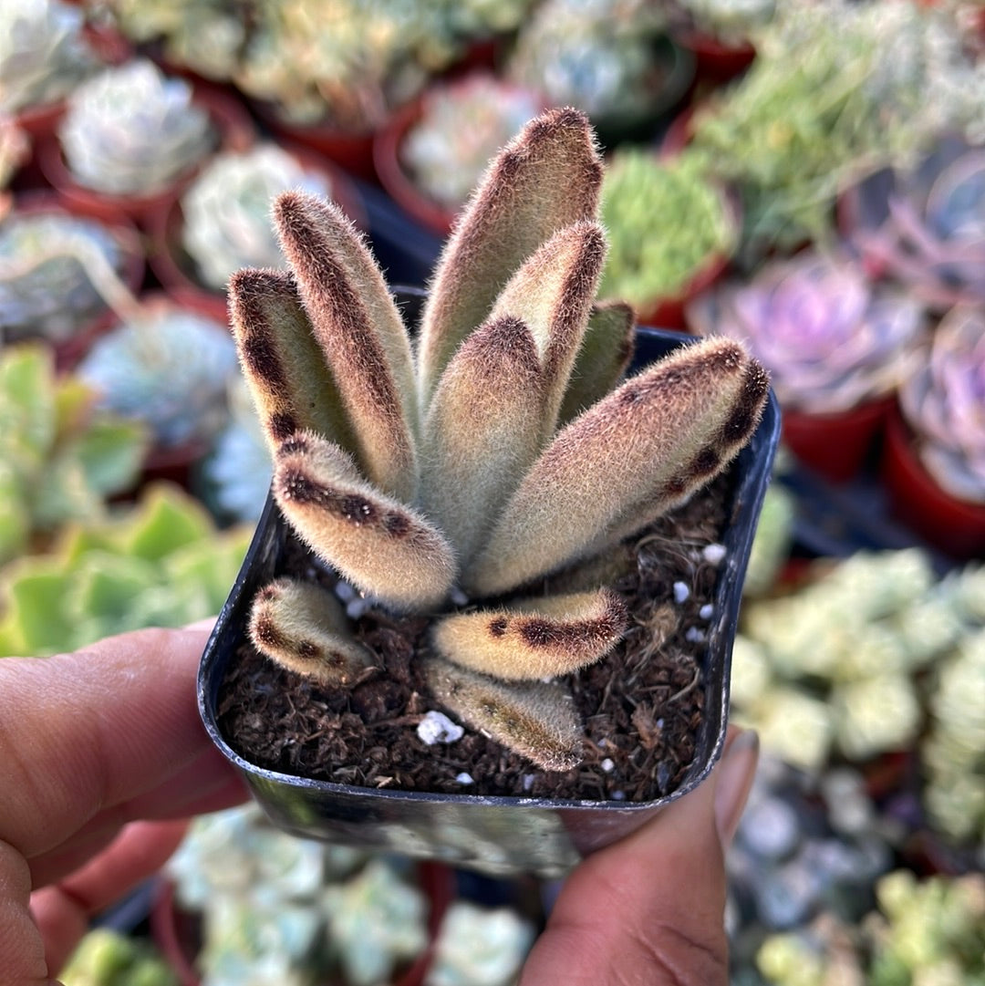 Kalanchoe Tomentosa- Chocolate Soldier