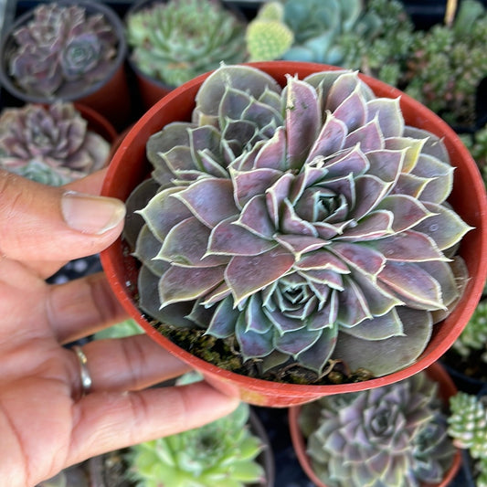 Sempervivum Var1