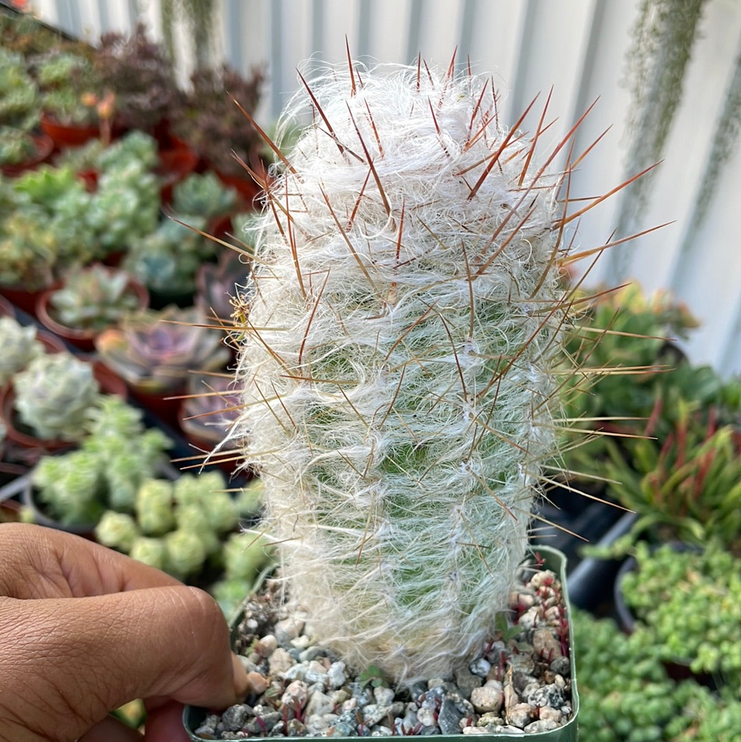 Old Man of the Andes Cactus