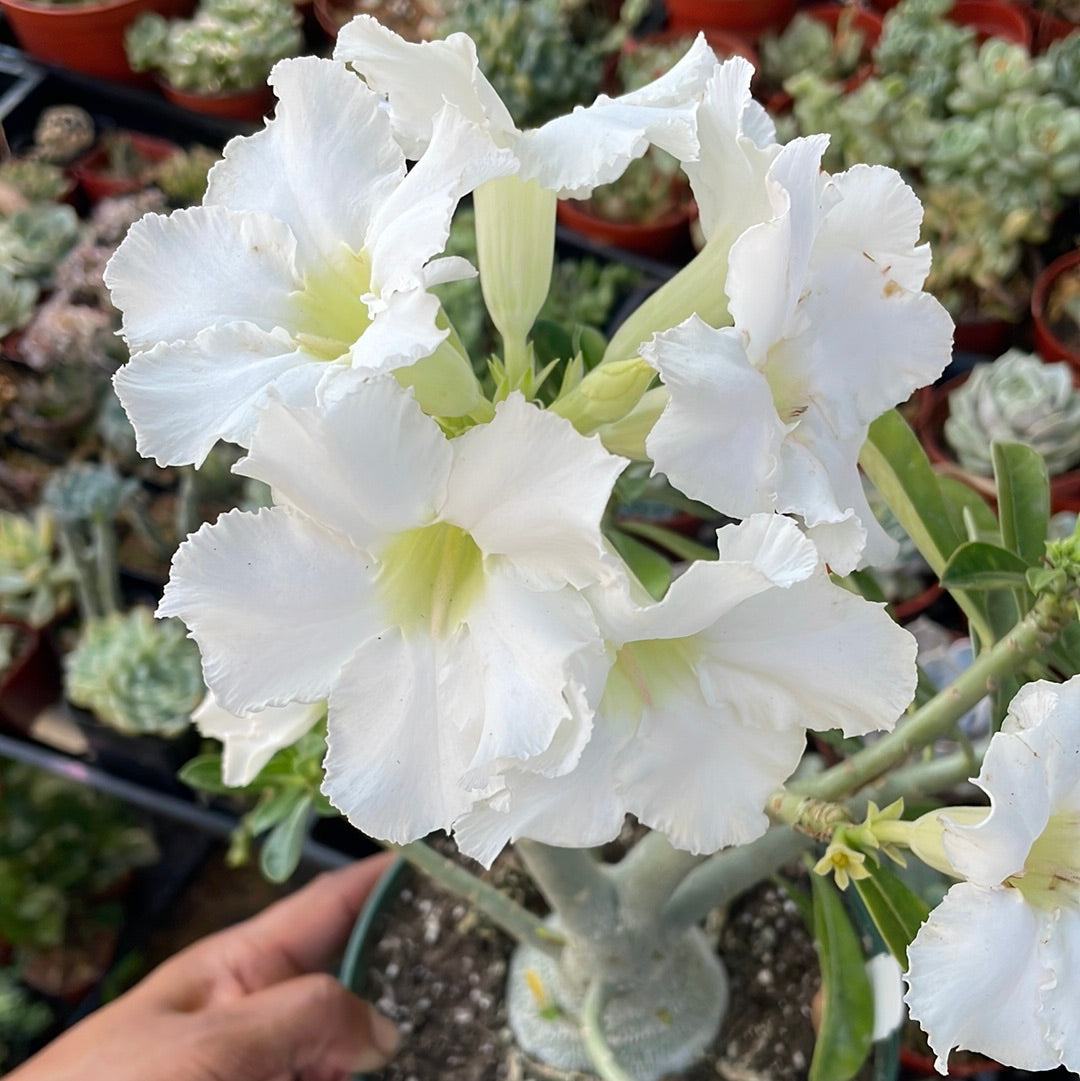 Desert Rose Adenium