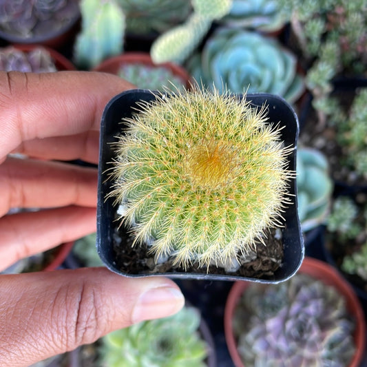 Barrel Cactus var