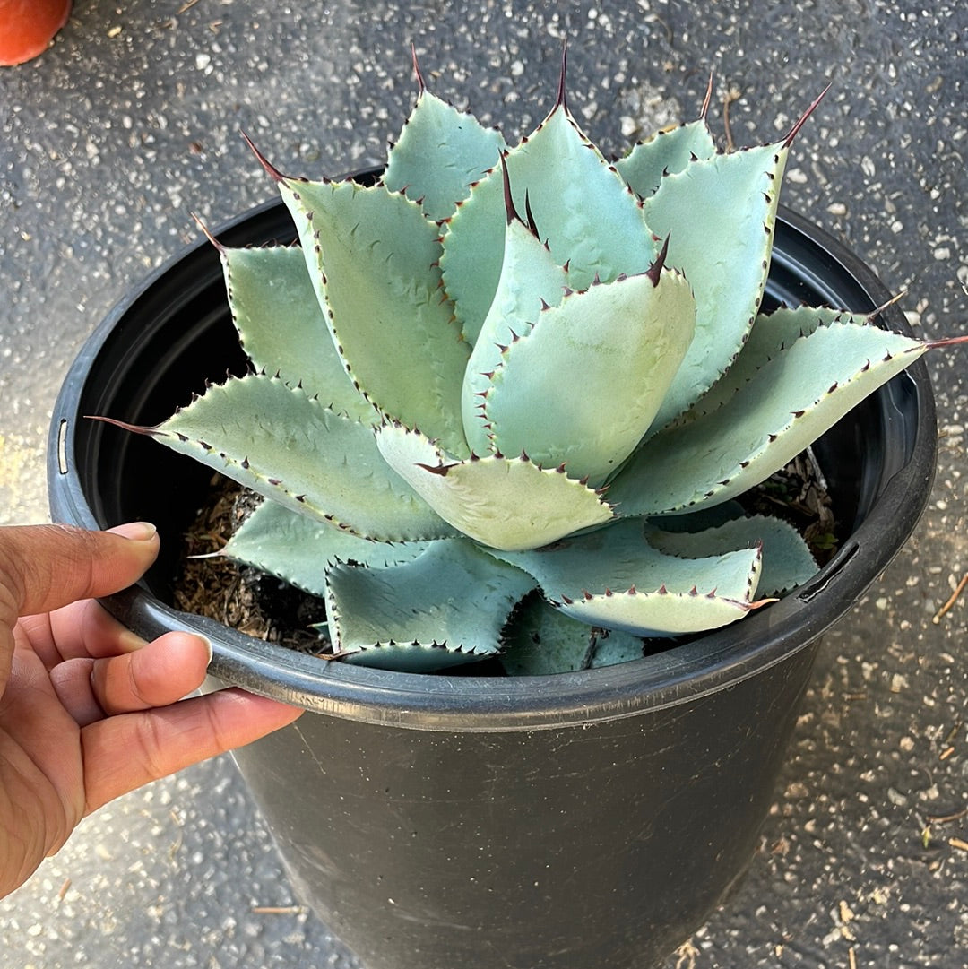 Agave Dragon Toes