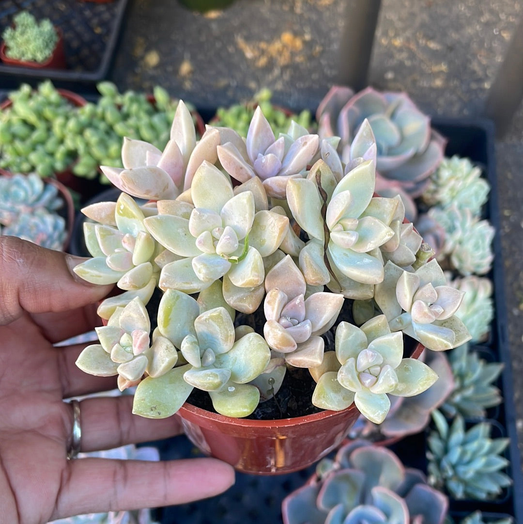 pink ghost succulent Graptopetalum paraguayense