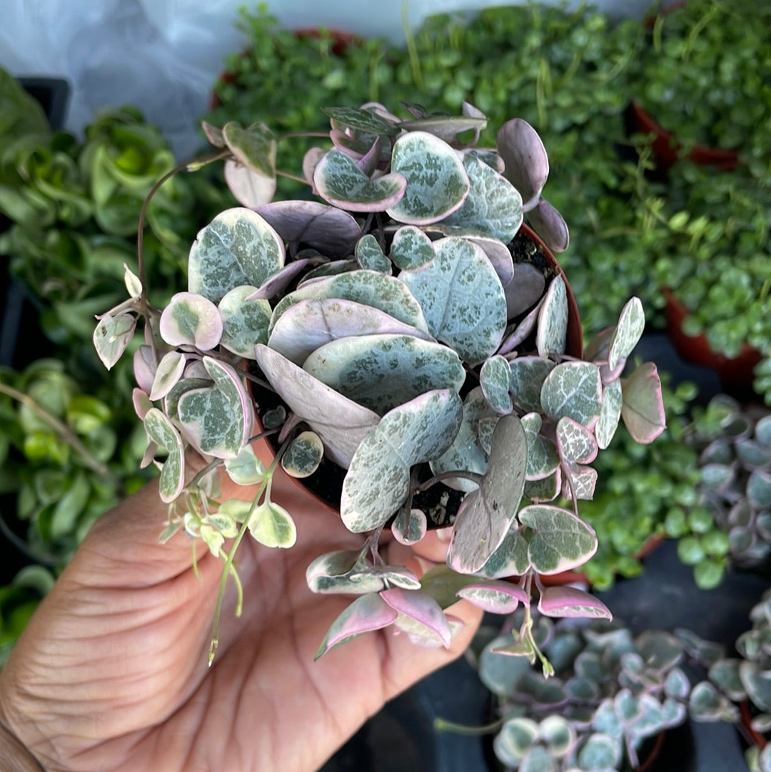 Rare variegated String of Heart