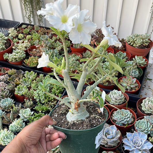 Desert Rose Adenium