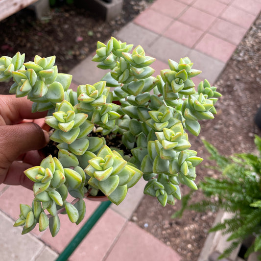 String of Buttons (green)