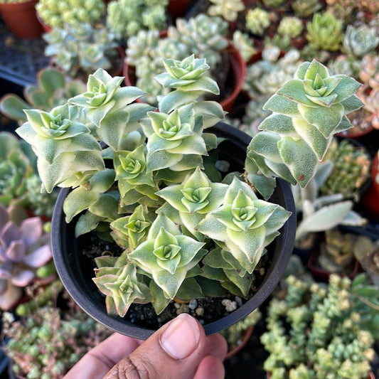 v string of buttons