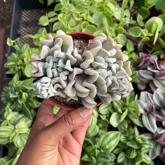 Topsy Turvy
